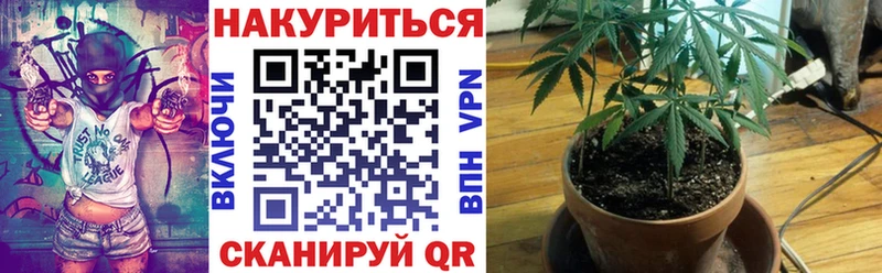 Конопля OG Kush  Купить где  Алзамай 